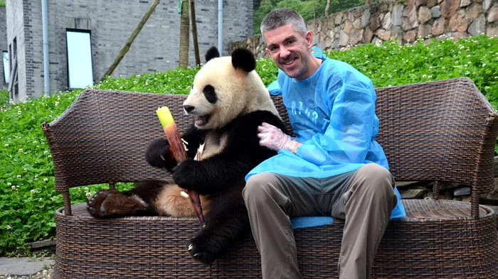 Gaint panda in Chengdu