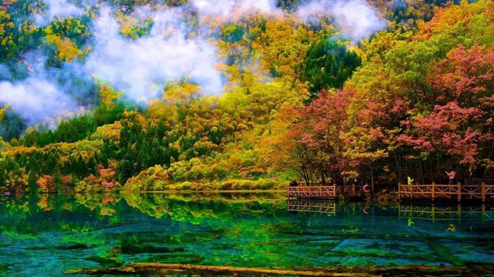 Colorful Forest in Jiuzhaigou Autumn