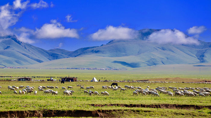 Ruoergai Grassland