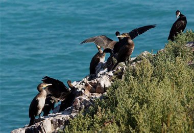 The most charming and attractive place in Qinghai Lake is the Bird Island