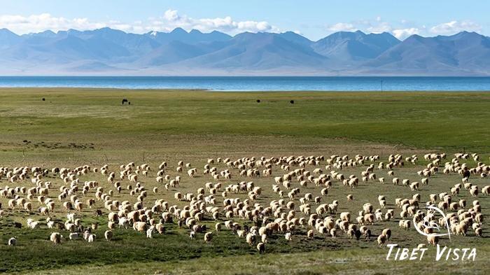 nagchu grassland