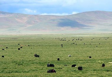 Enjoy the landscape of the Northern Grassland along Qinghai-Tibet railway.