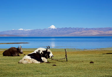 Beautiful scenery of Manasarovar Lake Beautiful scenery of Manasarovar Lake