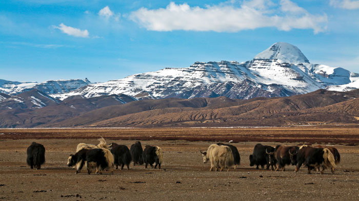 The wild yaks graze around the holy  Mount Kailash