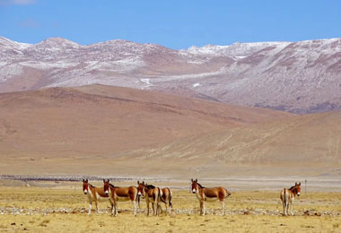 Wild animal in Ngari Wild animal in Ngari