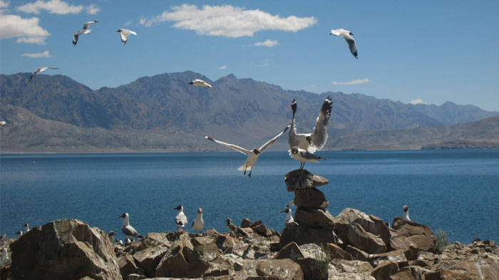 Pangong Tso Lake, the birds island in Ngari