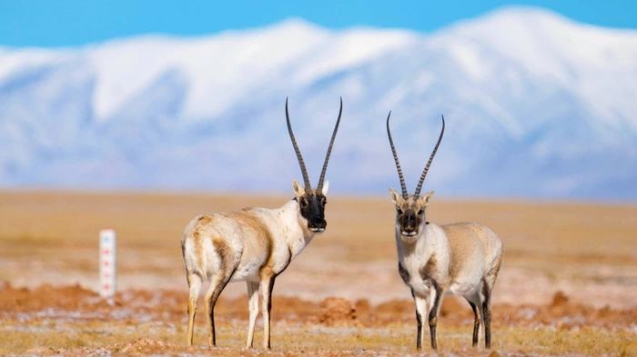 Tibetan antelopes in Nagri