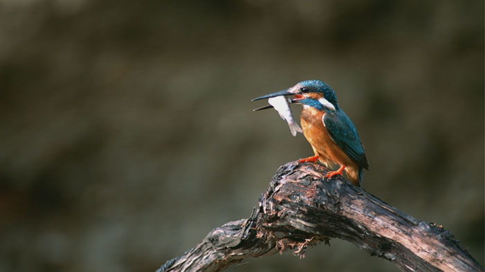 Kingfisher in Bhutan