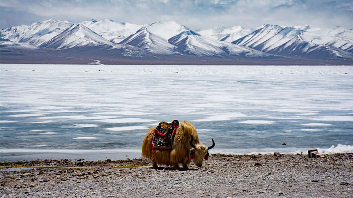 Tibet Namtso Lake in winter