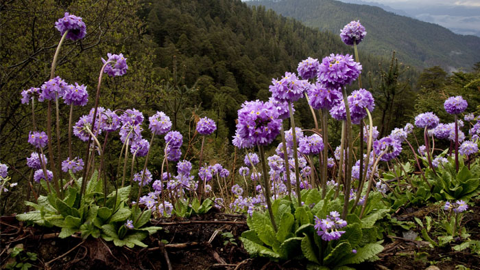 Purple wildflowers in Jun