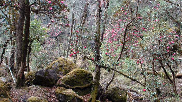 Gorgeous rhododendron forest in Jun