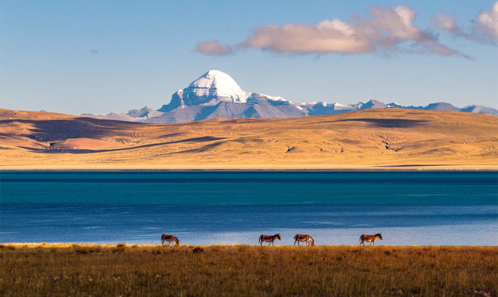 Wild animals by a plateau lake with Mount Kailash in Ngari Tibet