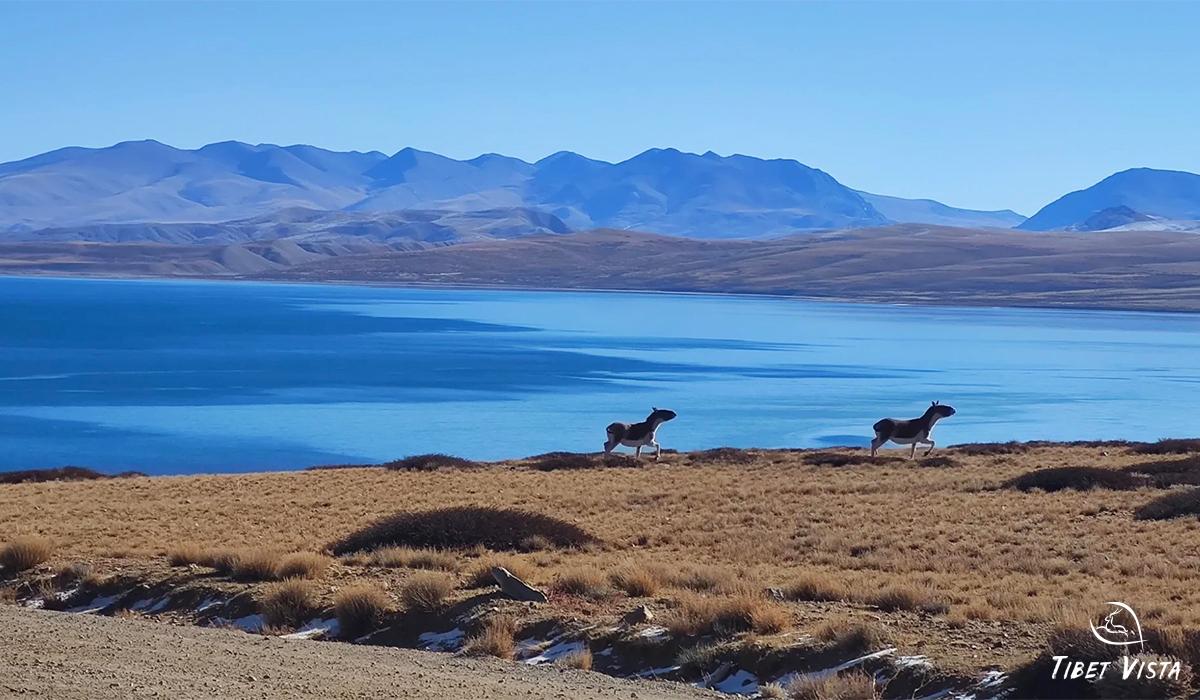 Our Guests at Lake Manasarovar