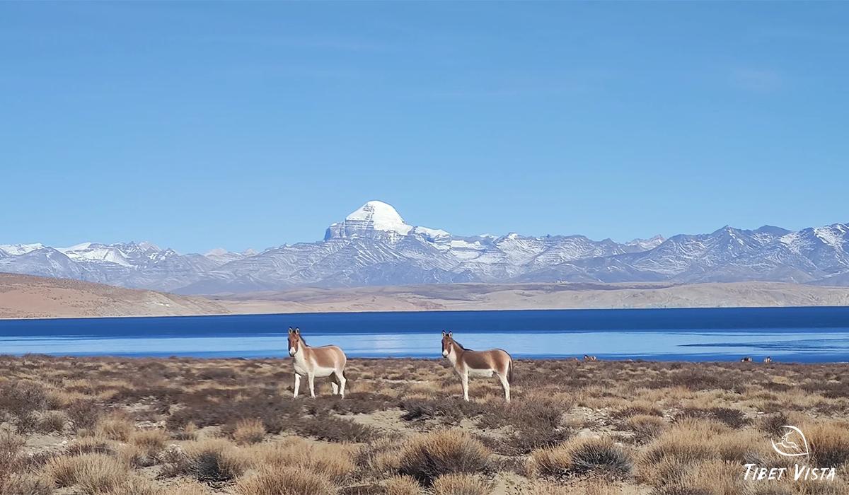 Our Guests at Lake Manasarovar