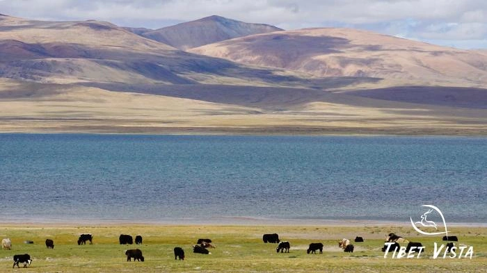 The alpine pastures from Saga to Zhongba