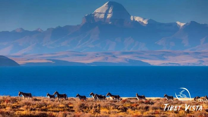 The wild donkeys around Lake Manasarovar