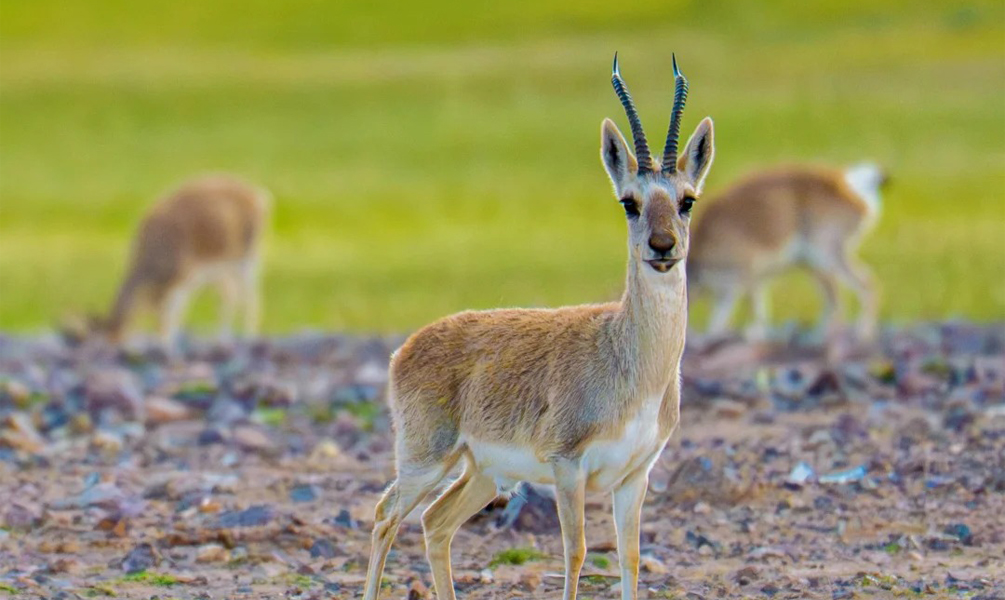 Tibetan antelope on the grasslands of Ngari Plateau in western Tibet