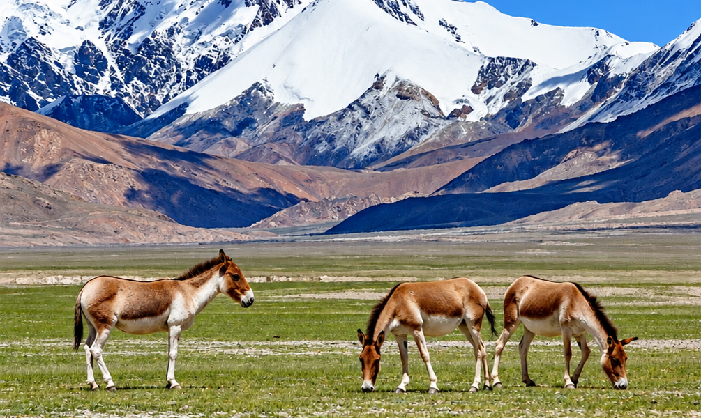 Tibetan wild asses grazing beneath snow-capped mountains on the Ngari Plateau