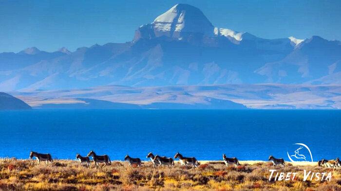 Wildlife around Lake Manasarovar
