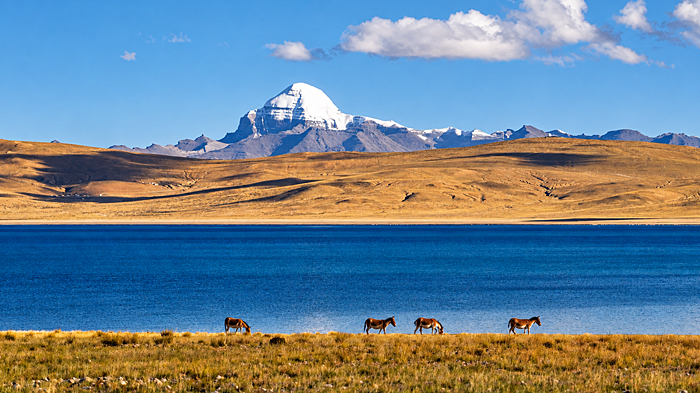 Mount Kailash and Wildlife