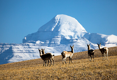Lovely antelopes living around Mount Kailash