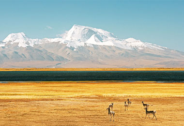 Take a glimpse of Tibetan gazelle in the distance