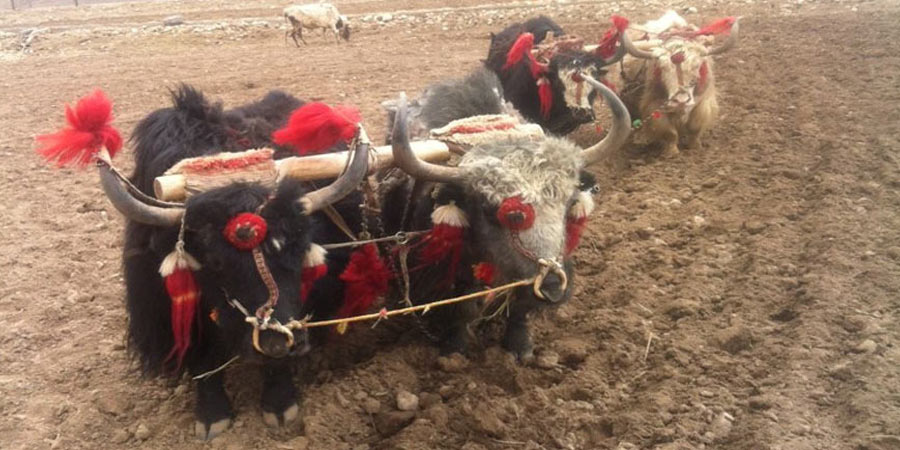 Yaks