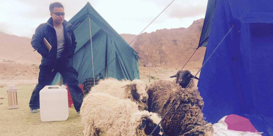 Sheep of Tibet