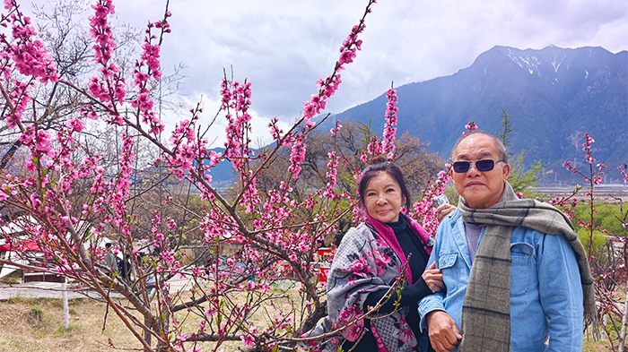 the peach blossoms in Nyingchi