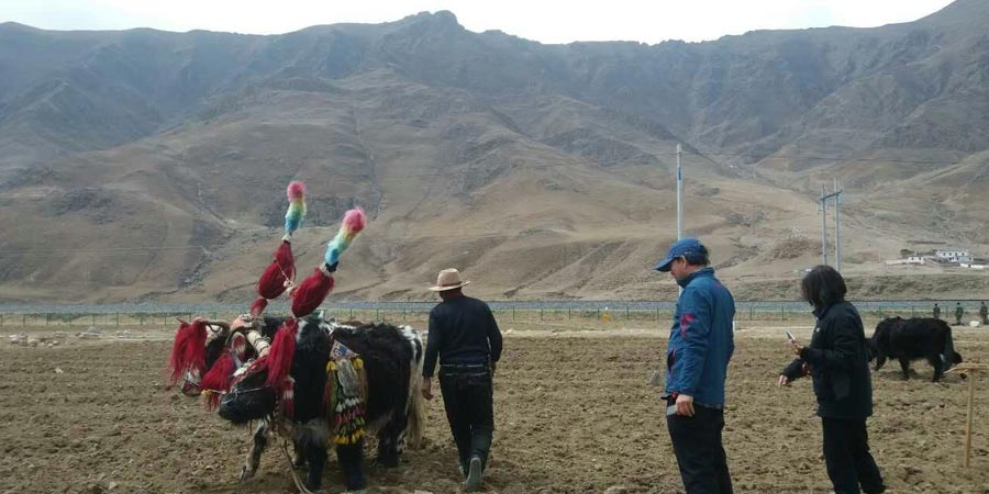 Tibetan Farmers