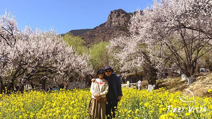 Nyingchi&rsquo;s peach blossom in March
