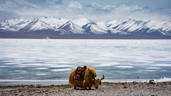 The frozen Namtso Lakes wakes up from the sound sleep in winter in April
