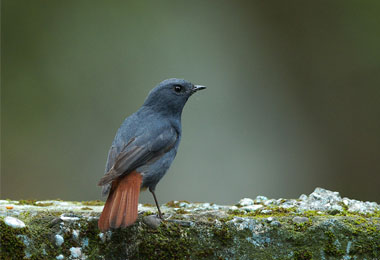 Plumbeous Redstart