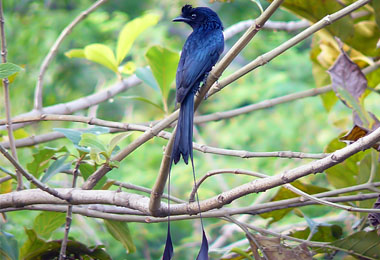 Racket-Tailed Drongo