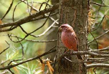 Redmantled Rosefinch