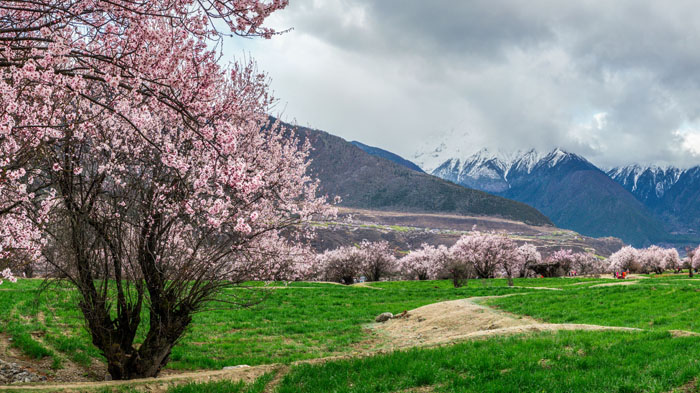 The peach blossoms in Nyingchi are the biggest star in Tibet in April 