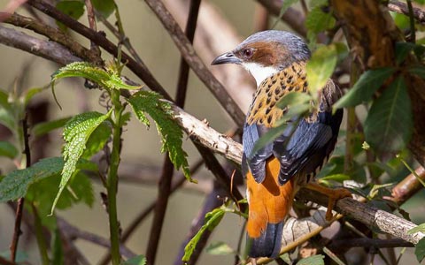 19 Days Bhutan East Birding Tour
