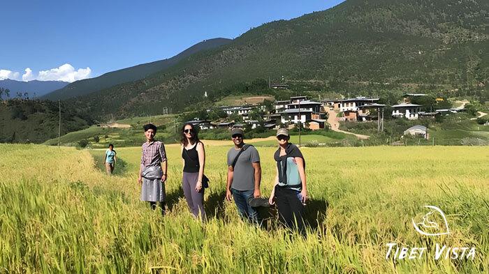 Stroll through Bhutan&rsquo;s lush, vibrant terrace rice fields in the heart of summer