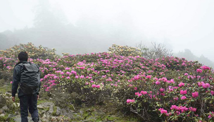 Trek Bhutan in Spring