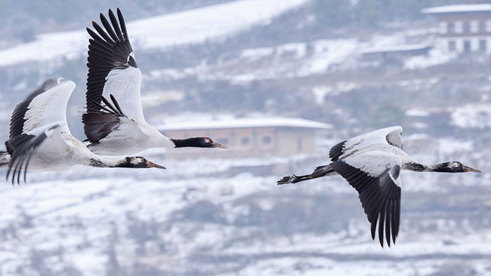 Black-necked cranes flock in Punakha Valley in winter