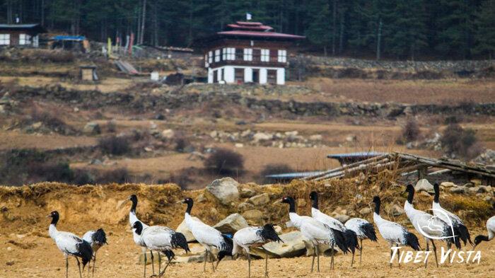 Observe black-necked cranes at Phobjikha Valley