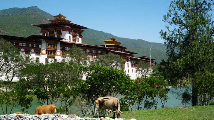 Punakha Dzong in Summer