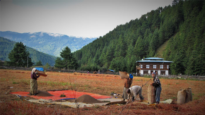 Harvest season in Bumthang areas in golden Oct