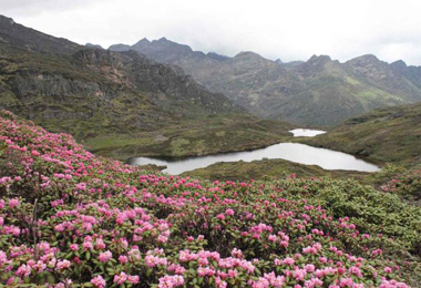 The beautiful azaleas are dotted with the trek trail.