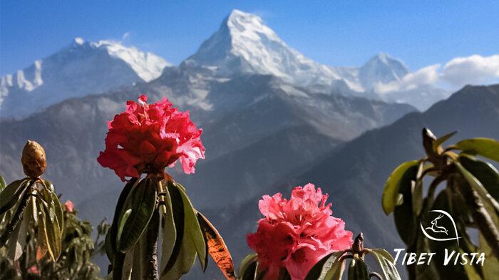 Massive vibrant rhododendrons blooming in the valleys of Bhutan