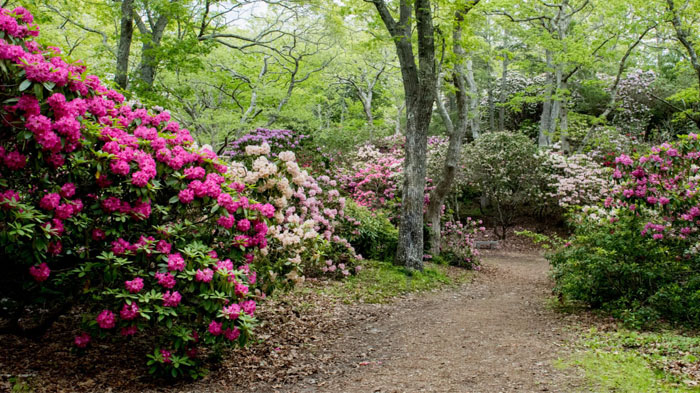 Rhododendron Festival in April