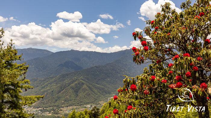 rhododendron blooms fill the Paro Valley in Spring