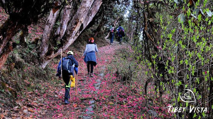 Enjoy the scenic trek from Paro to Thimphu, with wildflowers in full bloom