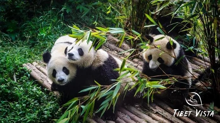 Visit Giant Pandas in Chengdu