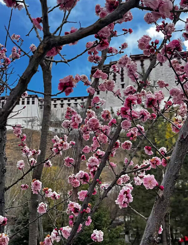 Spring in Lhasa